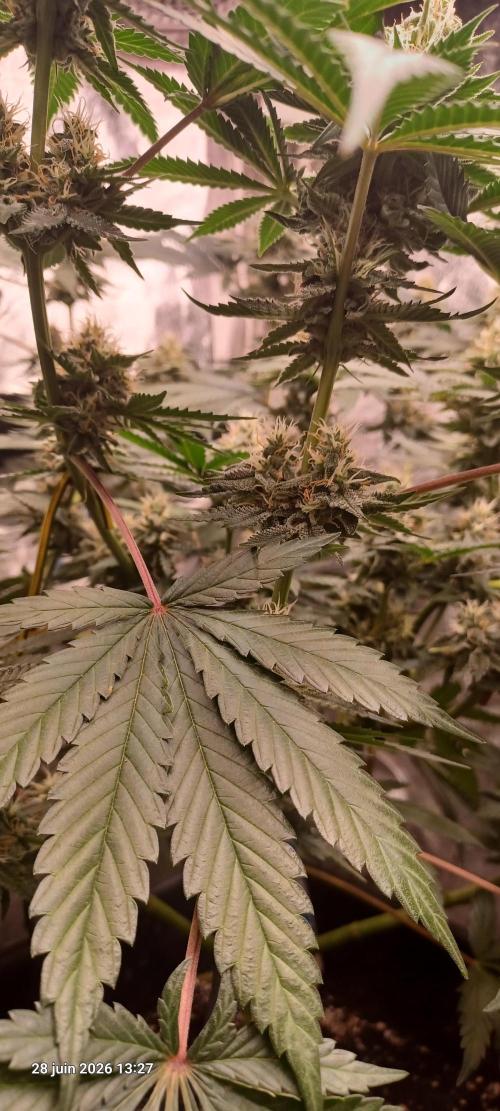 Wedding cake rQs. Week 11