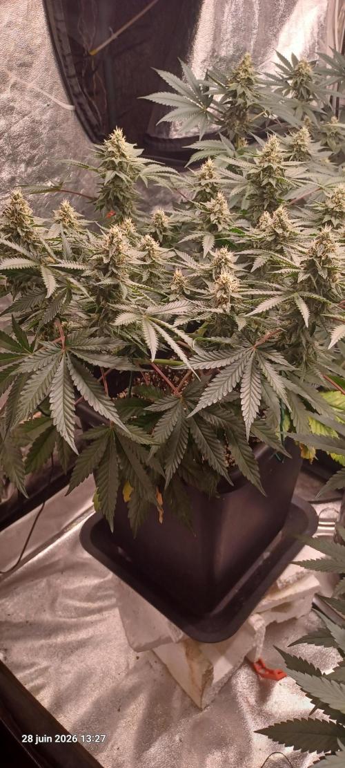 Wedding cake rQs. Week 11