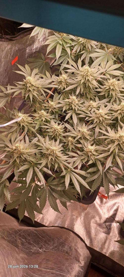 Wedding cake rQs. Week 11
