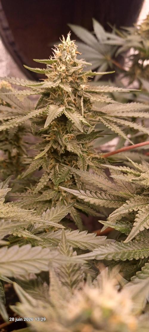 Wedding cake rQs. Week 11