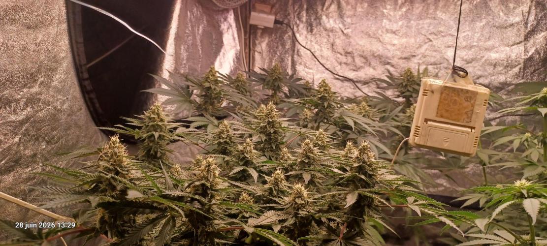 Wedding cake rQs. Week 11