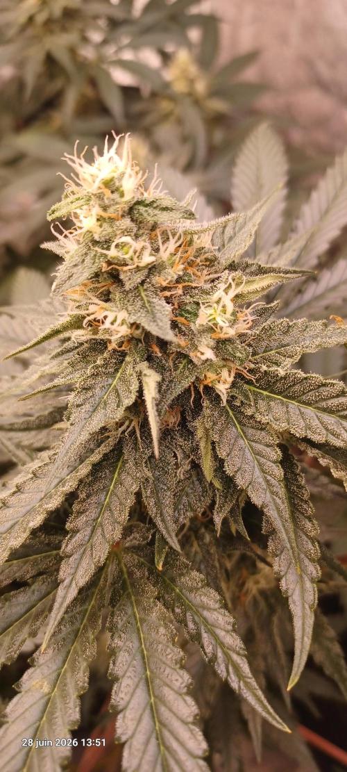 Wedding Cake. Week 11