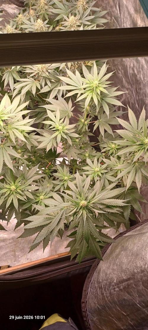 Forbidden Fruit  rQs. Week 8