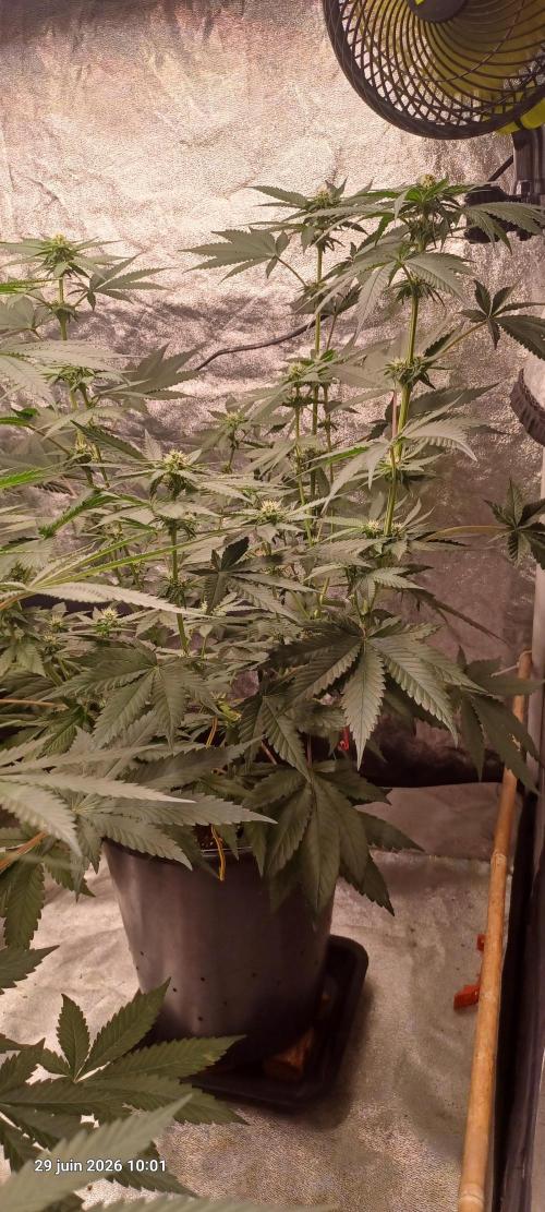 Forbidden Fruit  rQs. Week 8