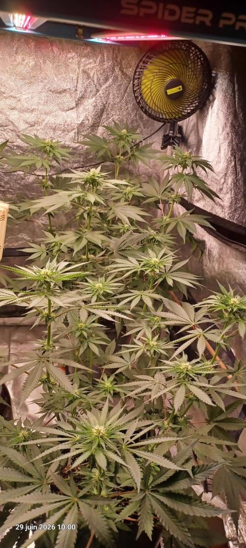 Forbidden Fruit  rQs. Week 8
