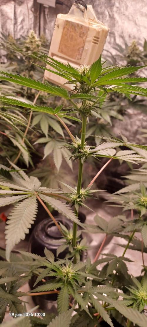 Forbidden Fruit  rQs. Week 8