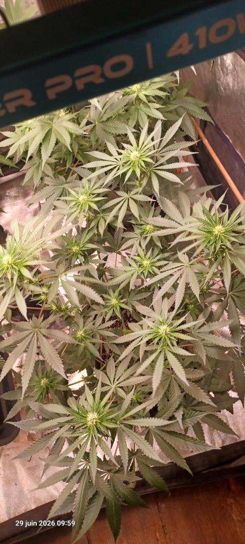 Forbidden Fruit  rQs. Week 8