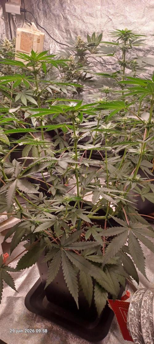 Forbidden Fruit  rQs. Week 8