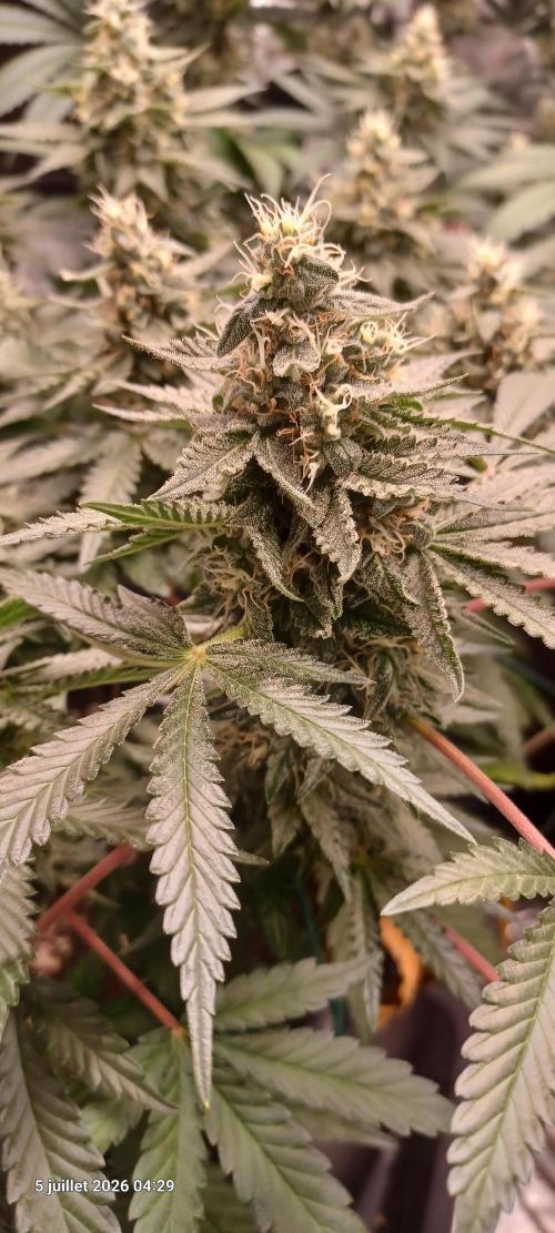 Wedding cake rQs. Week 12