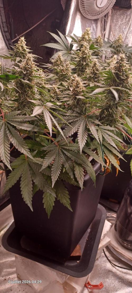 Wedding cake rQs. Week 12