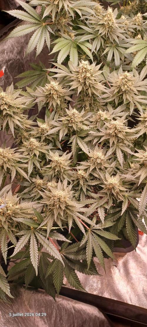Wedding cake rQs. Week 12