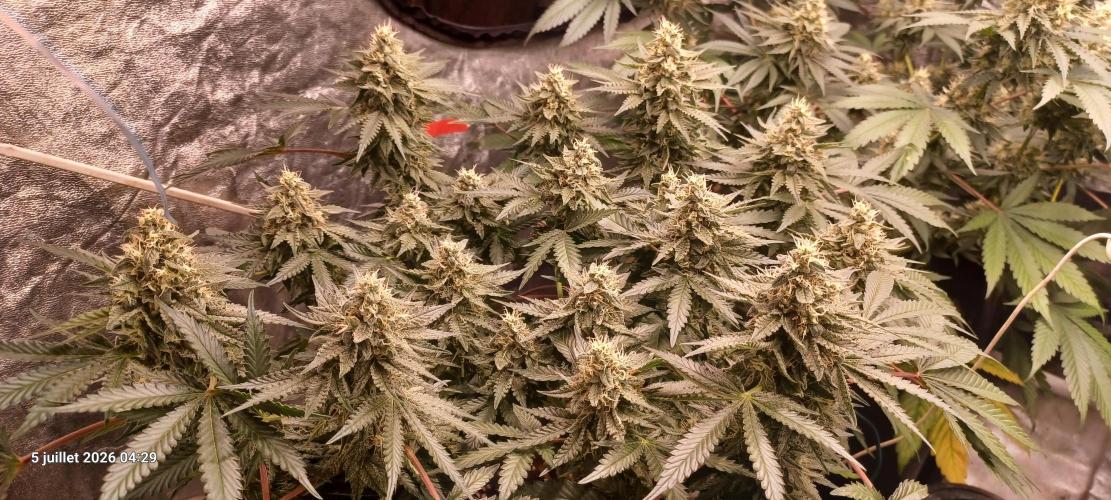 Wedding cake rQs. Week 12