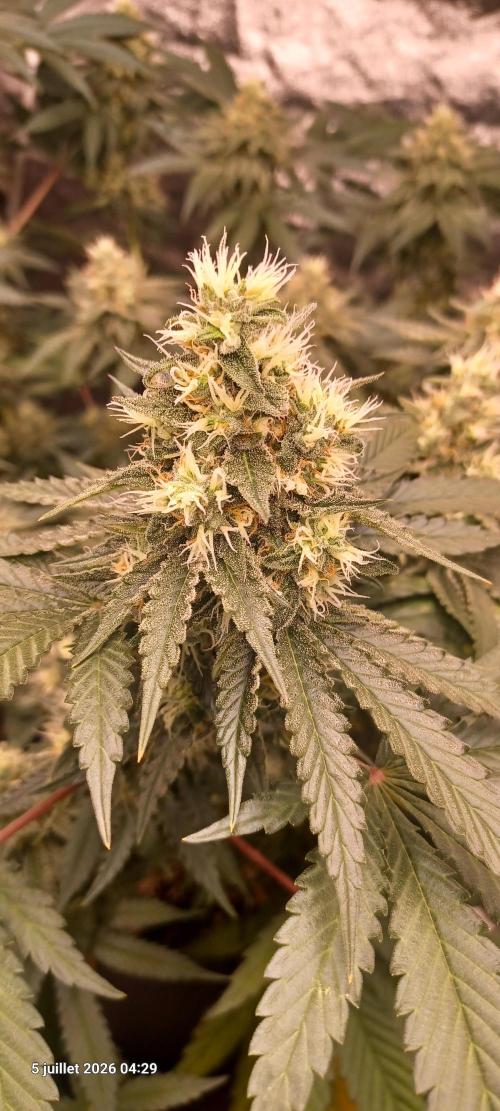 Wedding cake rQs. Week 12