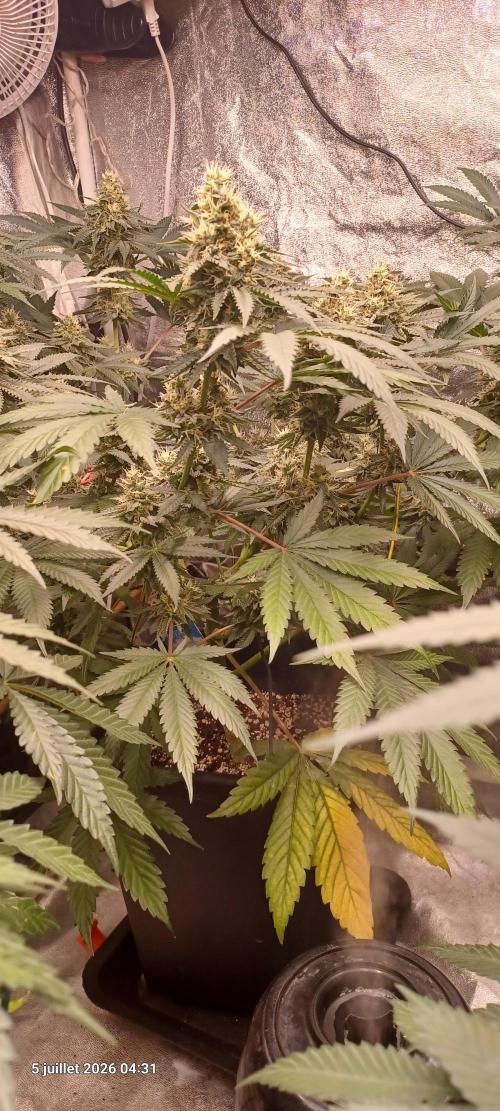 Wedding cake rQs. Week 12