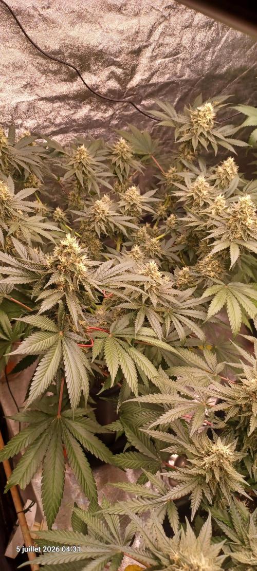 Wedding cake rQs. Week 12