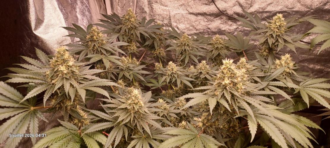 Wedding cake rQs. Week 12