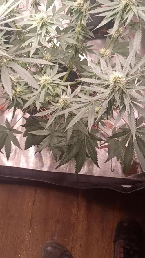 Forbidden Fruit  rQs
