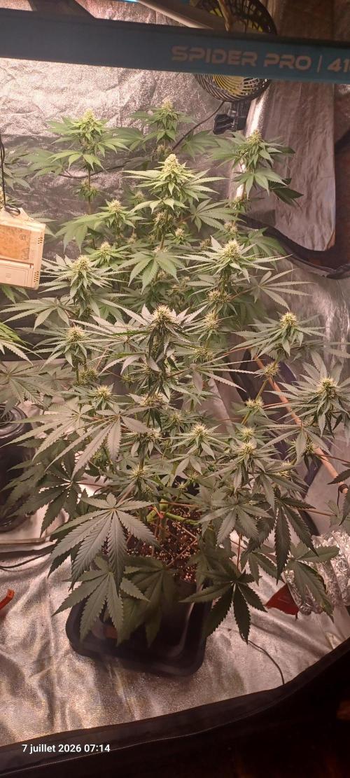 Forbidden Fruit  rQs. Week 9
