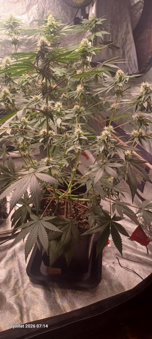 Forbidden Fruit  rQs. Week 9