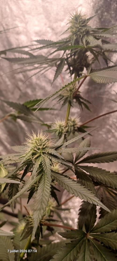 Forbidden Fruit  rQs. Week 9