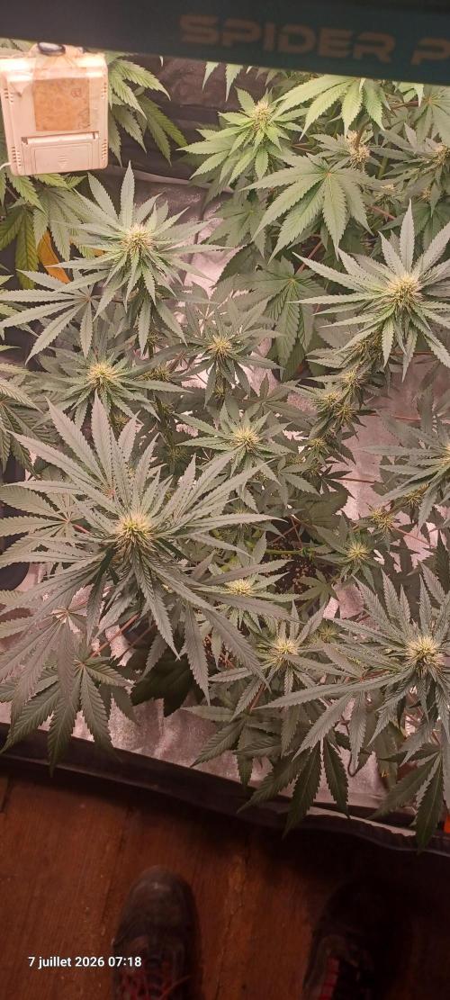Forbidden Fruit  rQs. Week 9