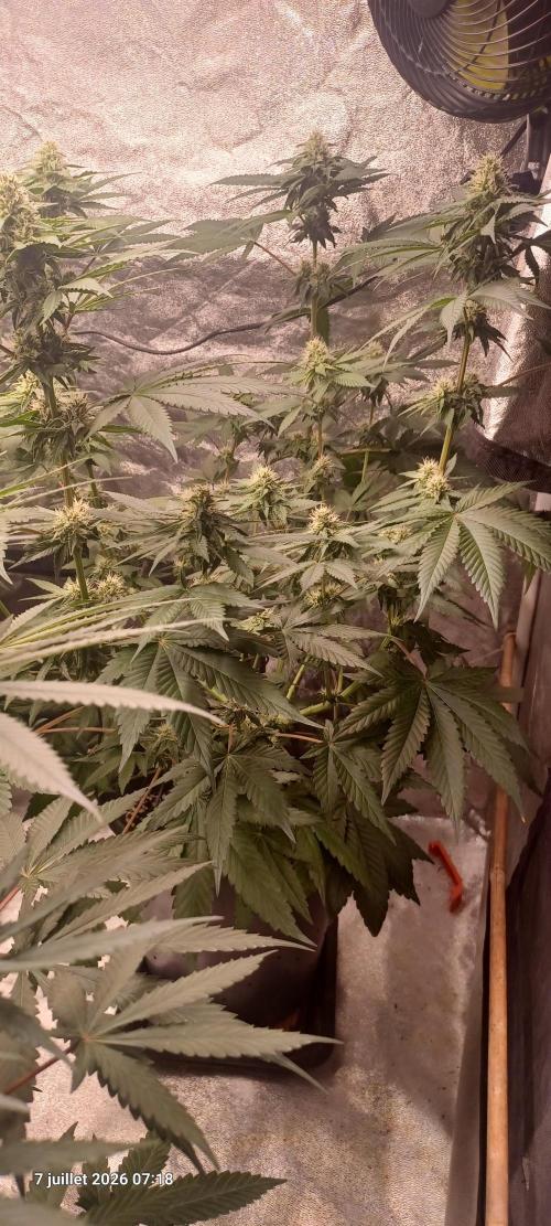 Forbidden Fruit  rQs. Week 9