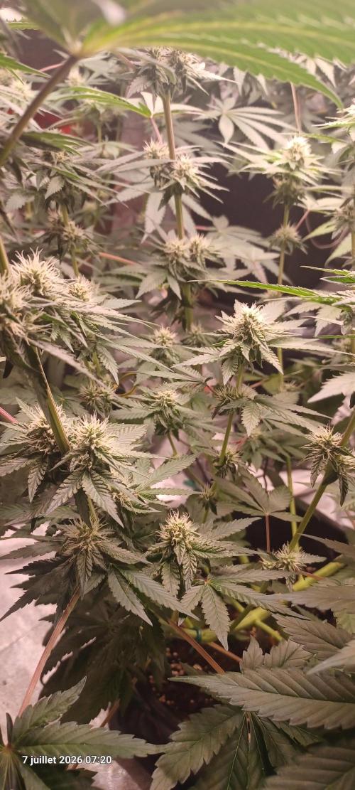 Forbidden Fruit  rQs. Week 9