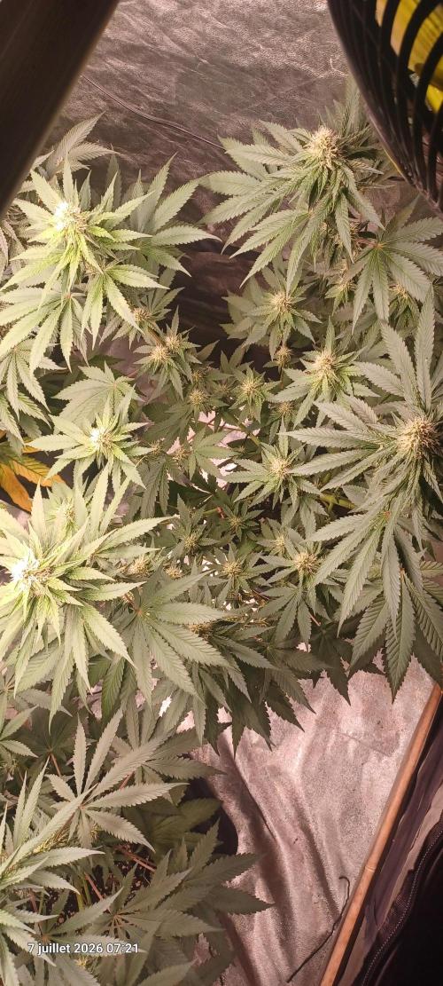Forbidden Fruit. Week 9