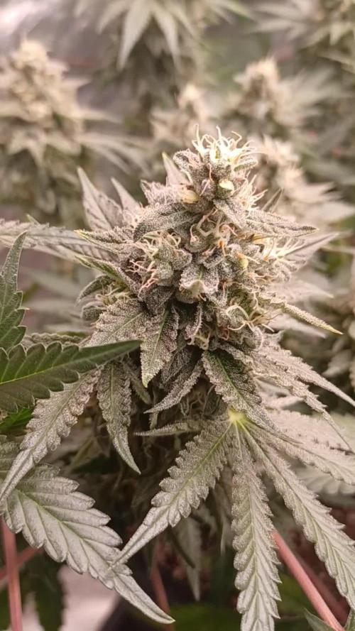 Wedding cake rQs