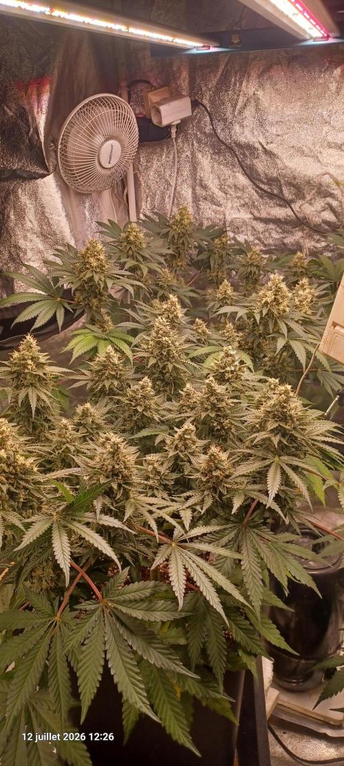 Wedding cake rQs. Week 13