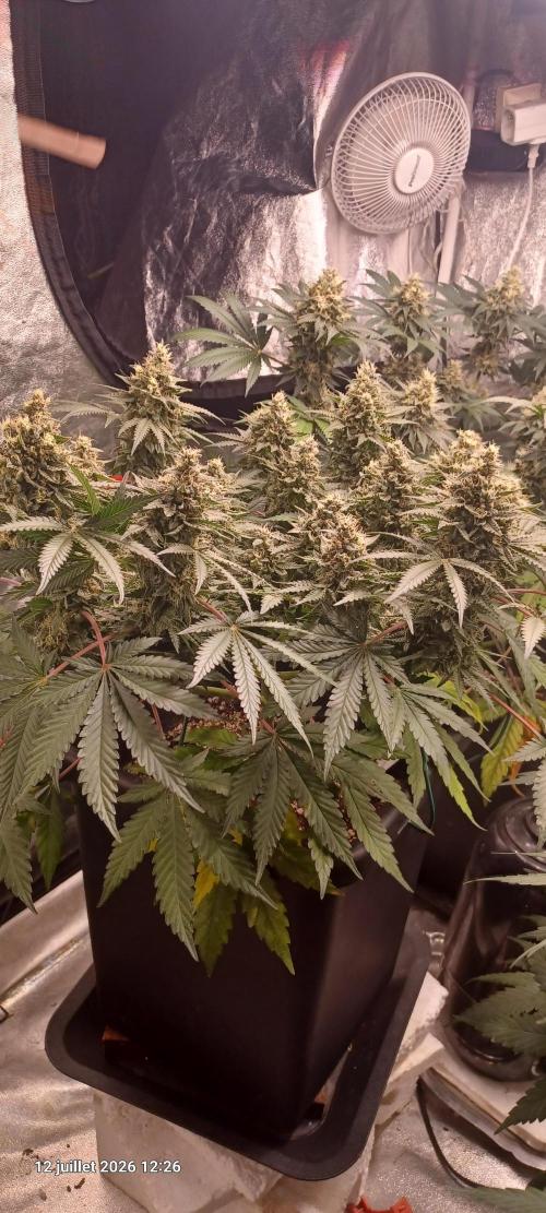 Wedding cake rQs. Week 13