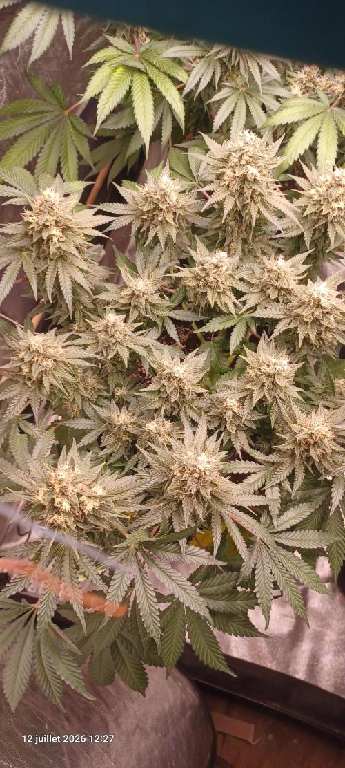 Wedding cake rQs. Week 13