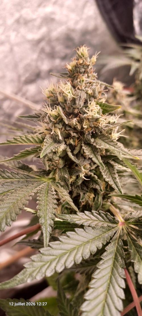 Wedding cake rQs. Week 13