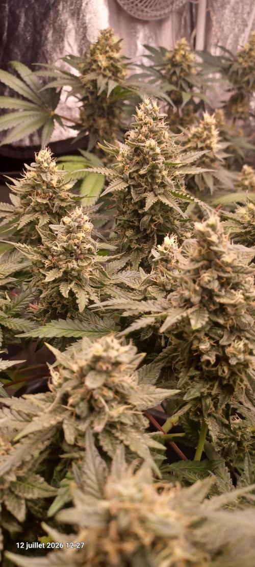 Wedding cake rQs. Week 13