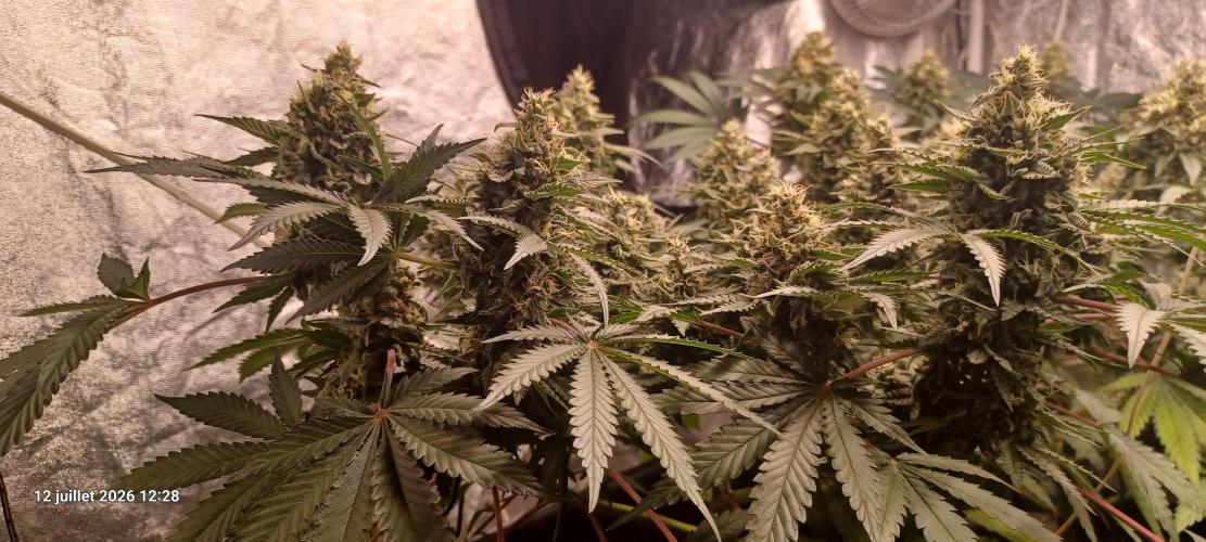 Wedding cake rQs. Week 13
