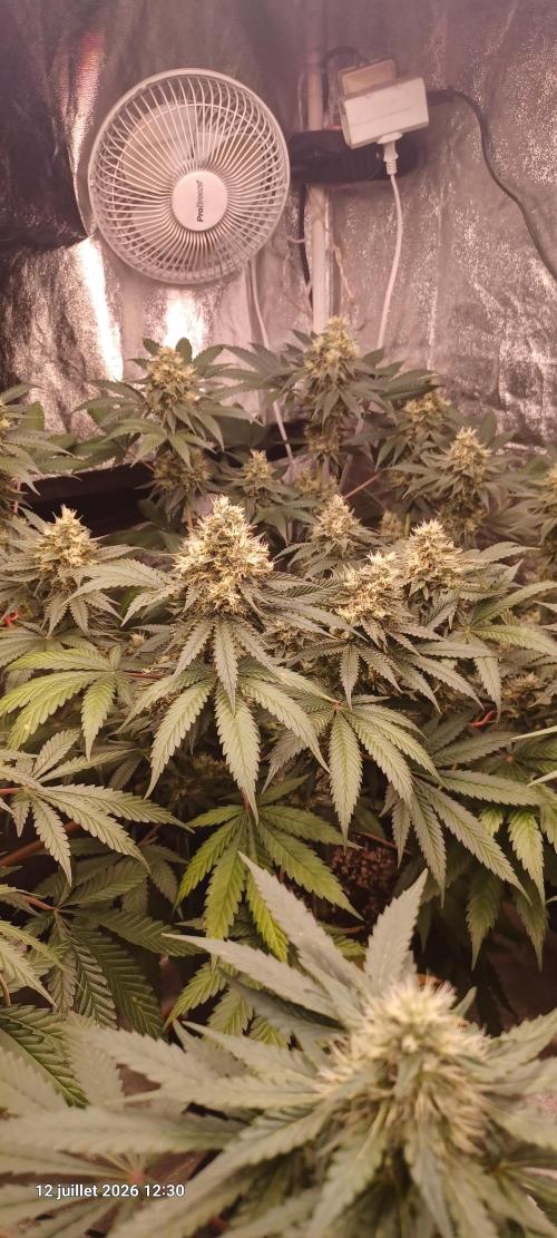Wedding cake rQs. Week 13