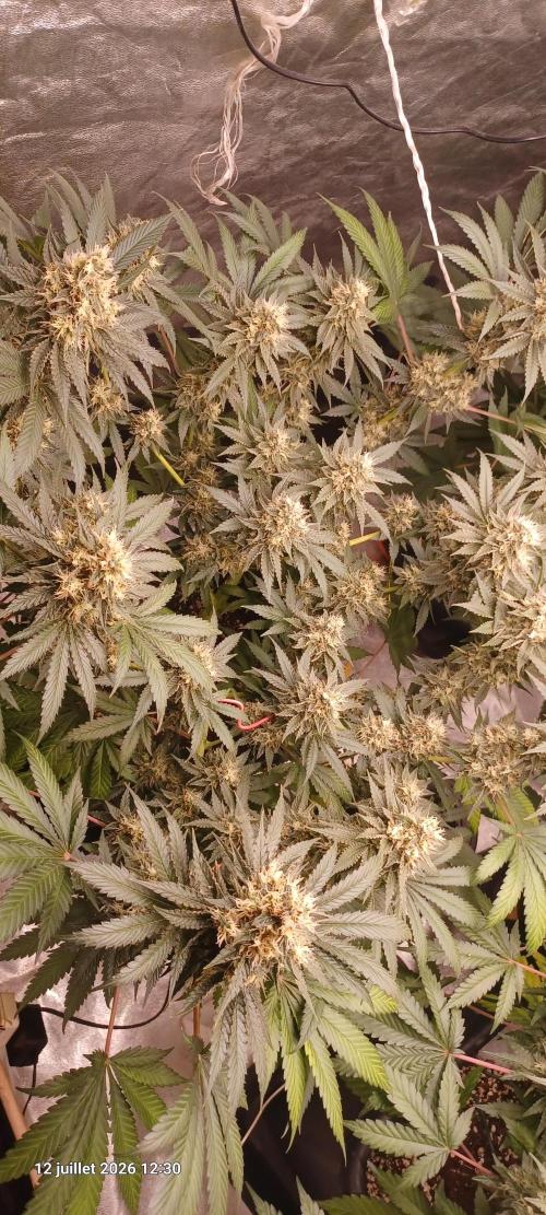 Wedding cake rQs. Week 13