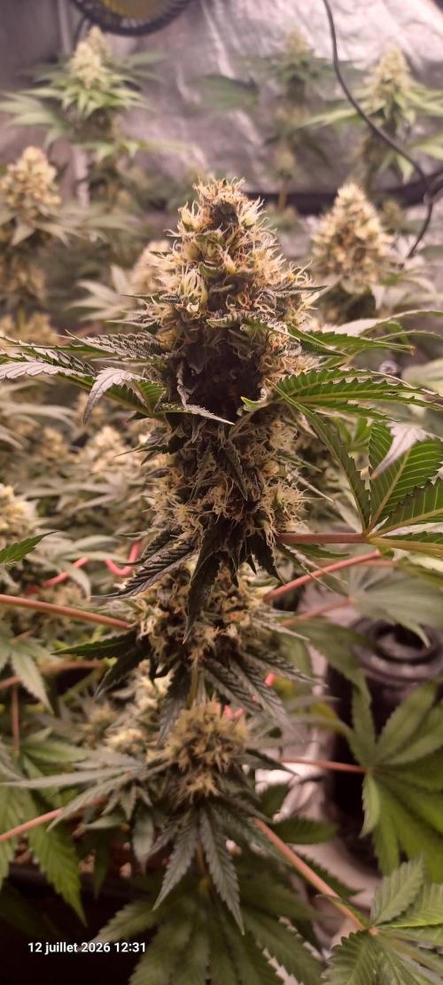 Wedding cake rQs. Week 13