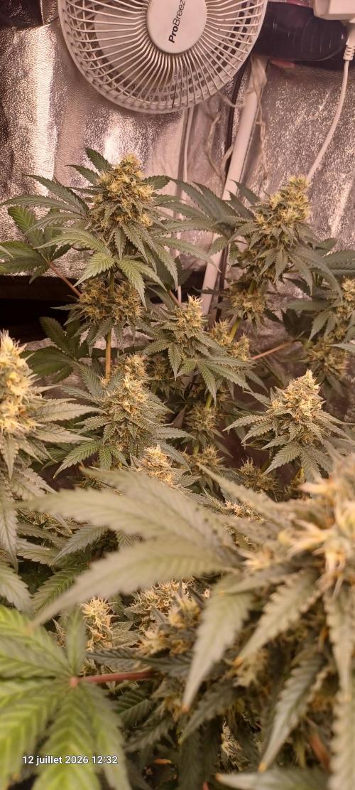 Wedding cake rQs. Week 13