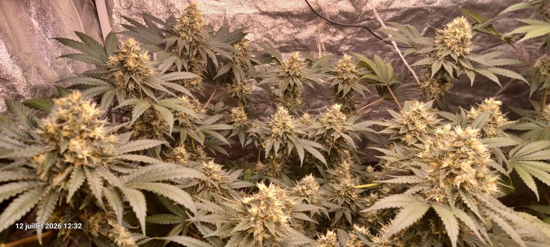 Wedding cake rQs. Week 13