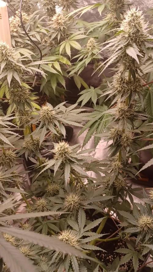 Forbidden Fruit  rQs