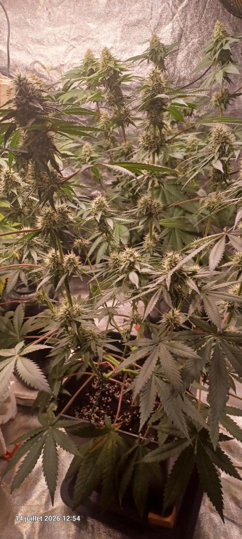 Forbidden Fruit  rQs. Week 10