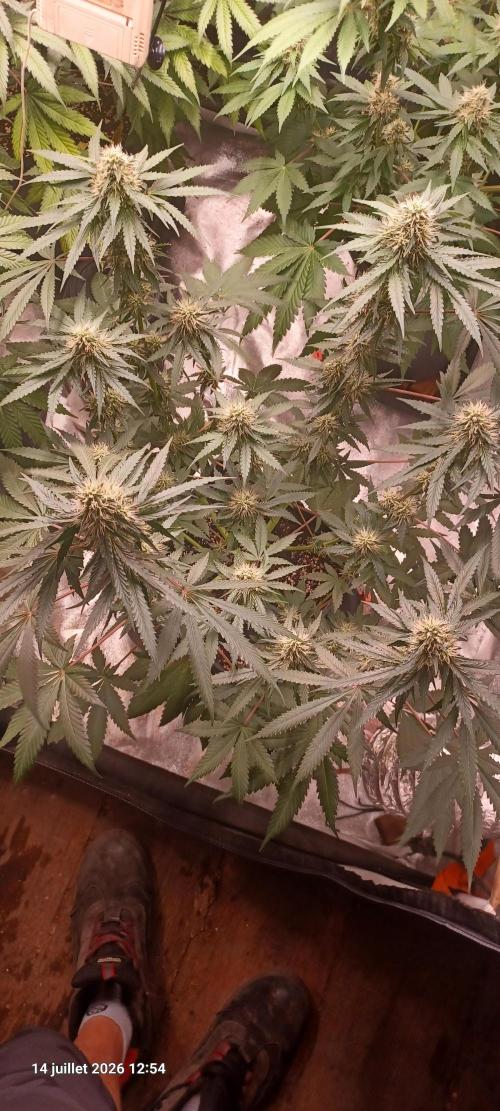 Forbidden Fruit  rQs. Week 10
