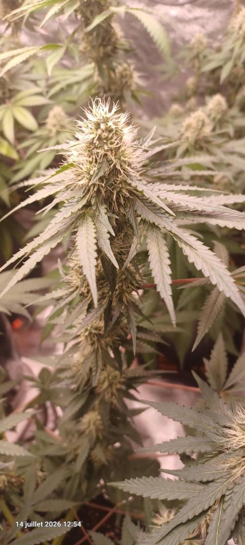 Forbidden Fruit  rQs. Week 10