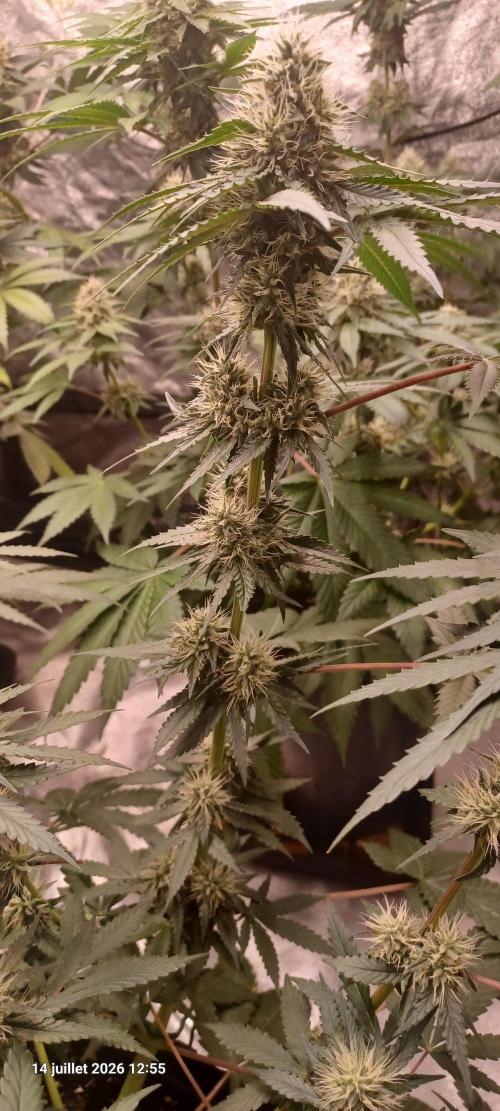 Forbidden Fruit  rQs. Week 10