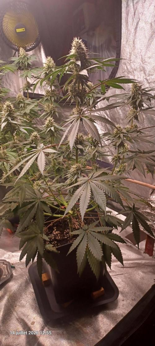 Forbidden Fruit  rQs. Week 10