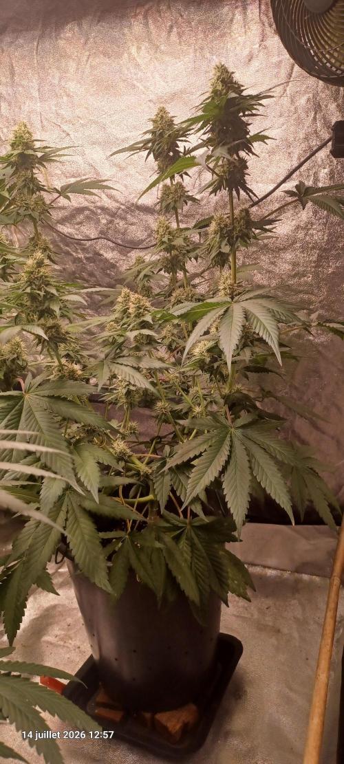 Forbidden Fruit  rQs. Week 10