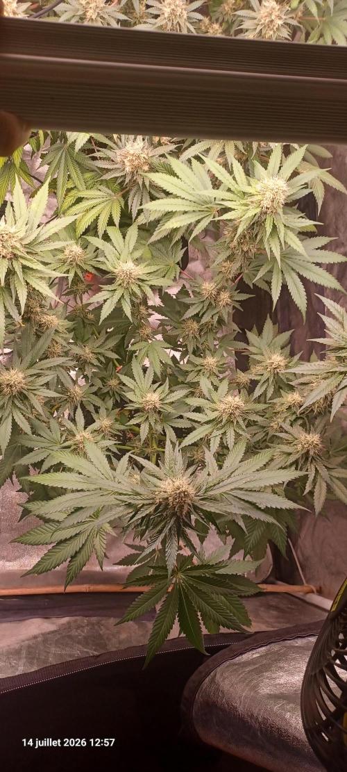 Forbidden Fruit  rQs. Week 10