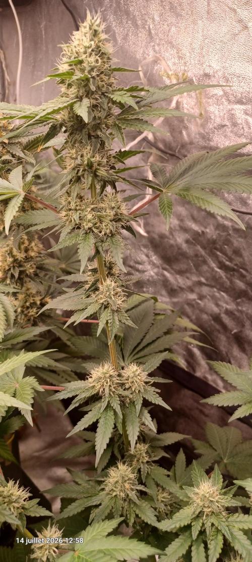 Forbidden Fruit  rQs. Week 10