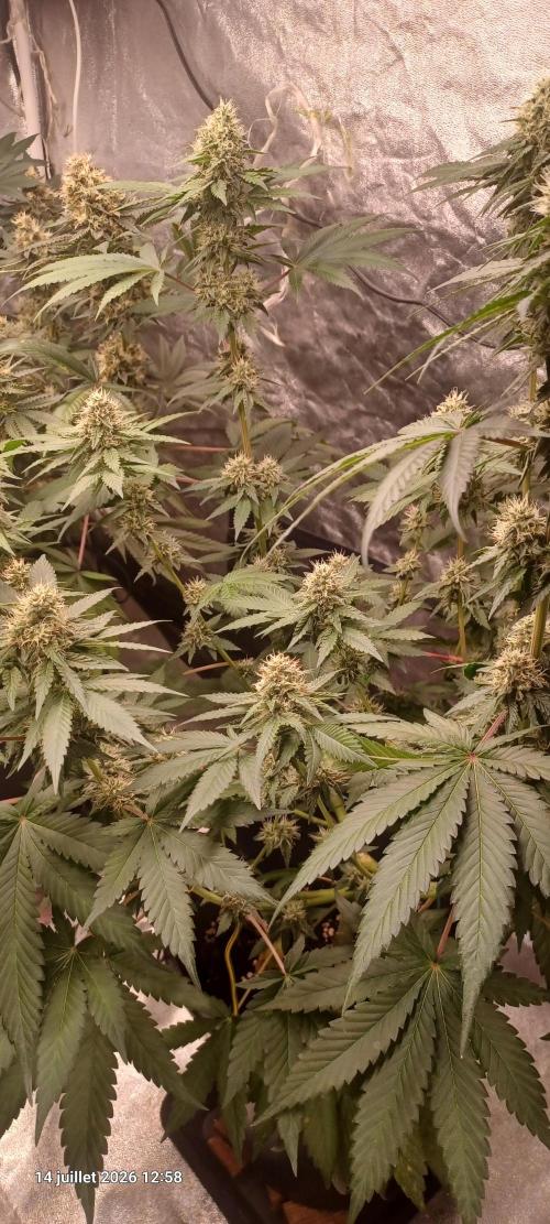 Forbidden Fruit  rQs. Week 10